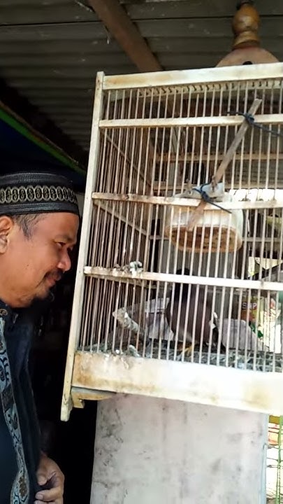 Burung Kesayangan, Kehidupan Baru di Jantung Cilacap